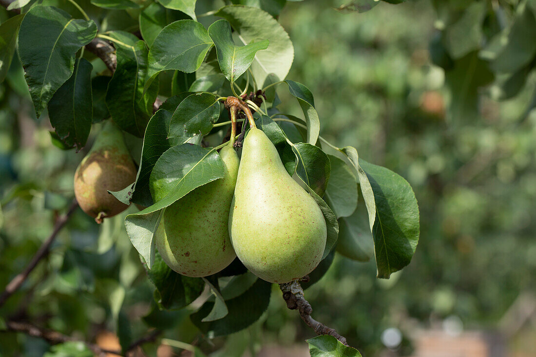 Pyrus communis 'Conference'