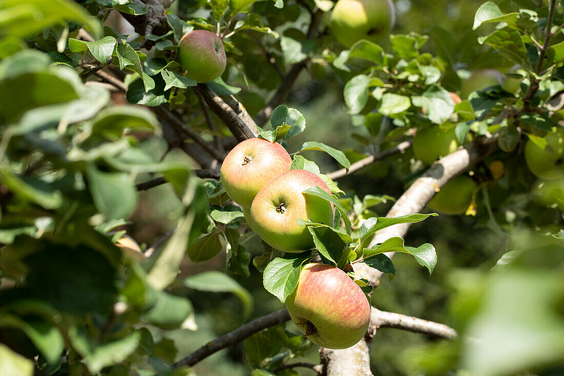 Malus domestica 'Landsberger Renette'