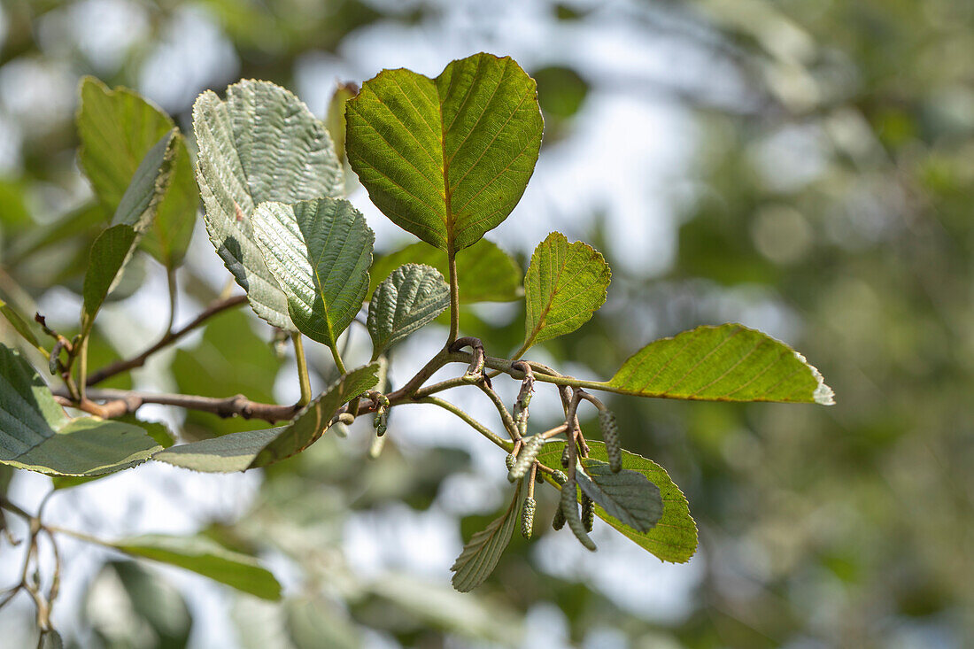 Alnus glutinosa