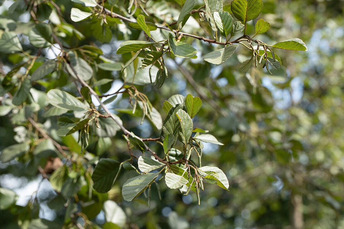 Alnus glutinosa