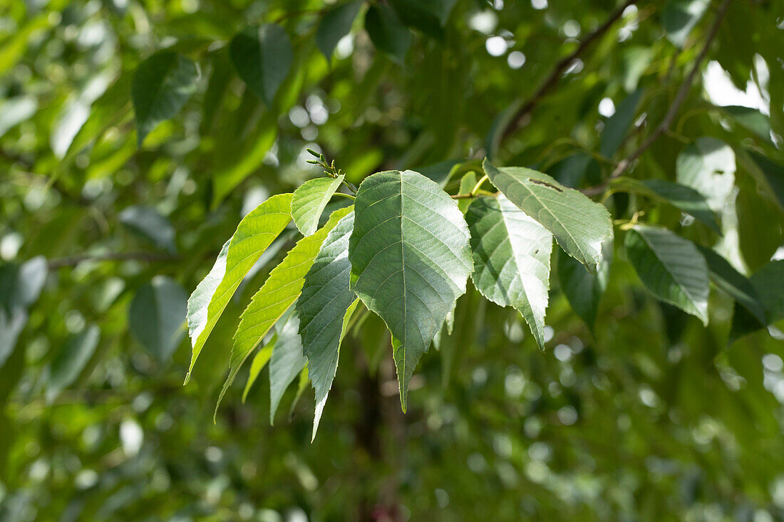 Alnus spaethii