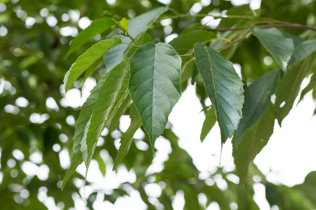 Alnus spaethii