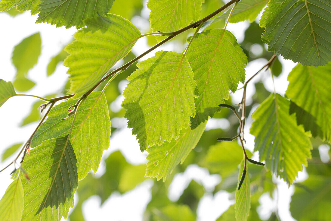 Alnus incana