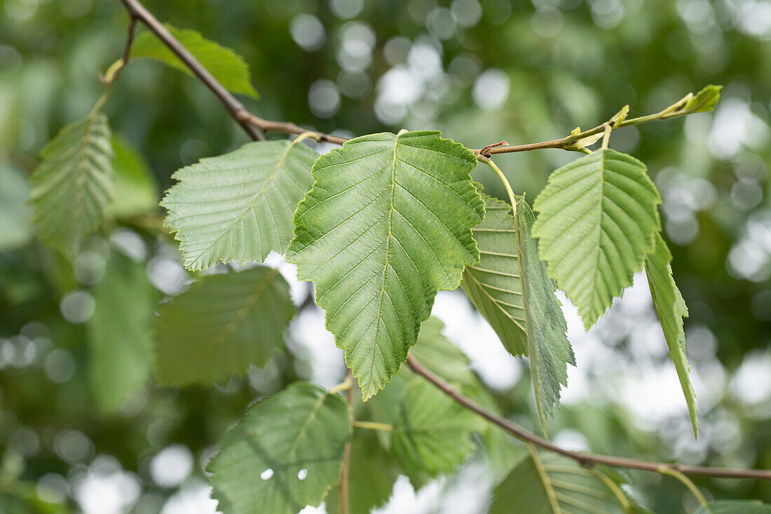 Alnus incana