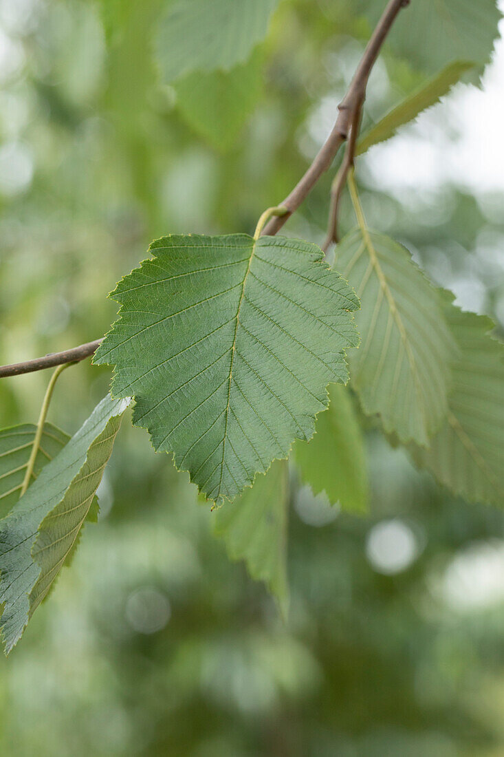 Alnus incana