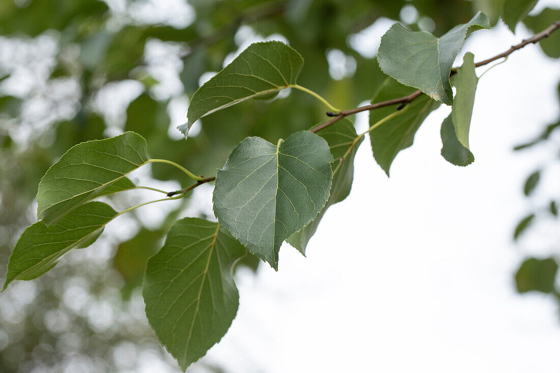 Alnus cordata