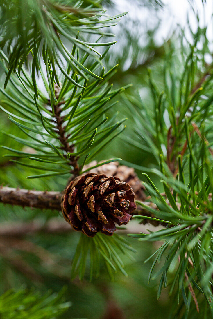 Pinus banksiana