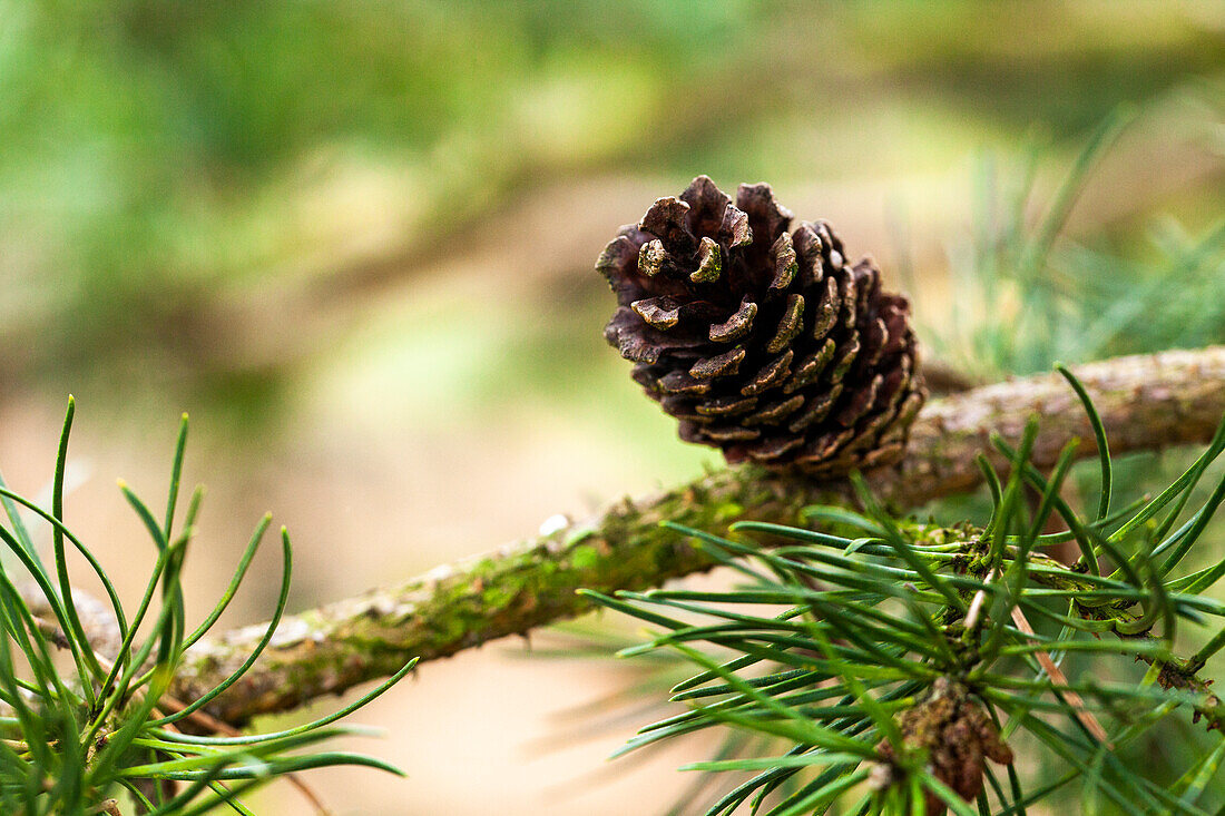 Pinus banksiana