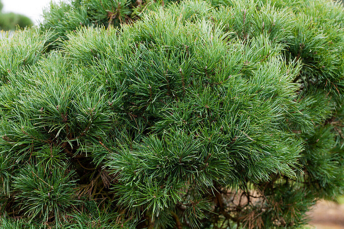 Pinus sylvestris