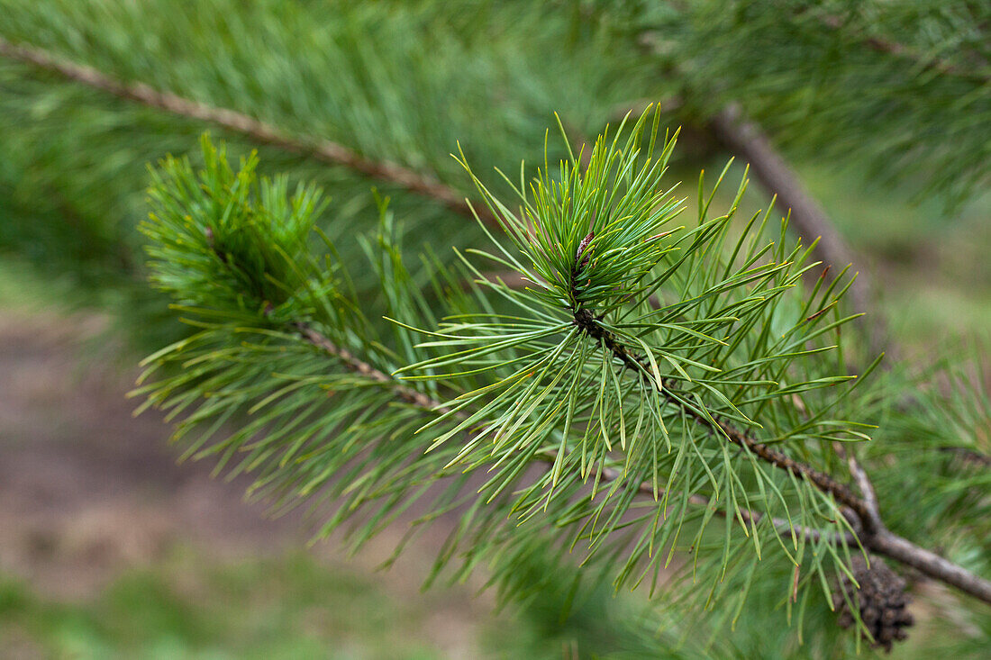 Pinus sylvestris