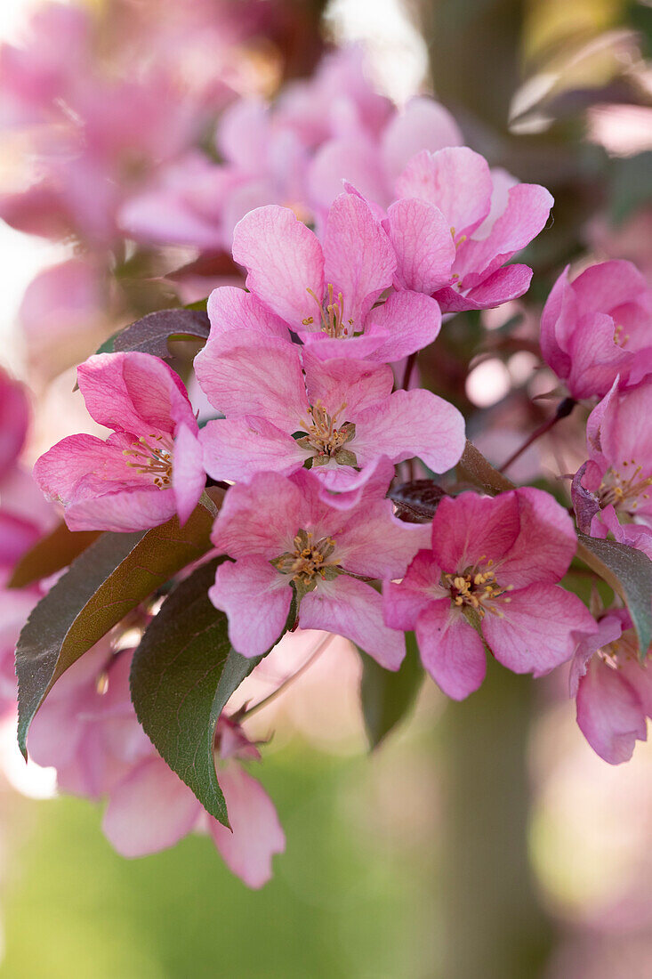 Malus 'Red Splendor' 