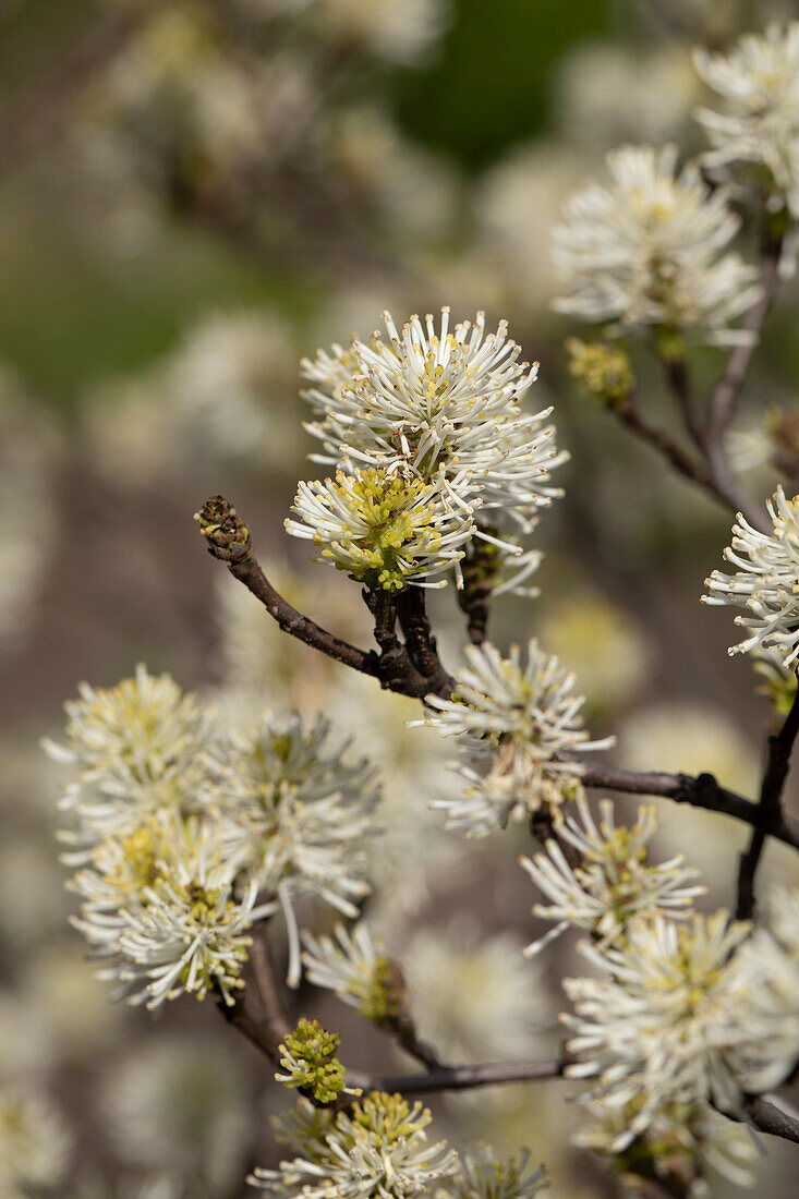 Fothergilla major