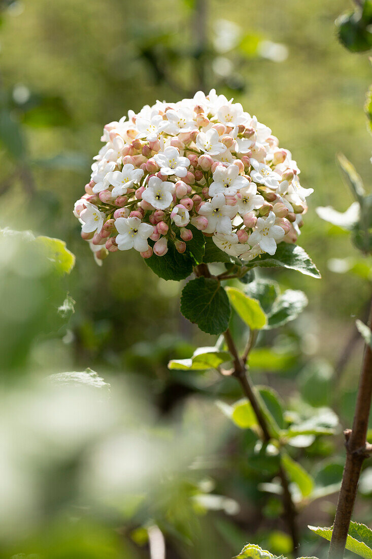 Viburnum carlesii 'Aurora'