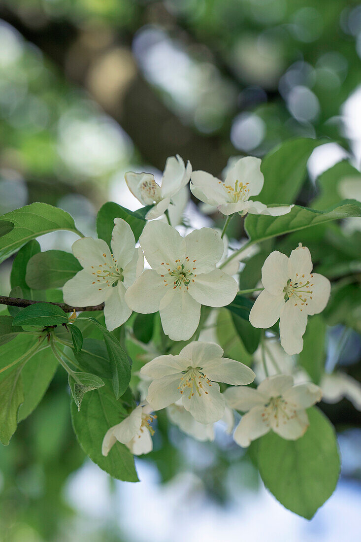 Malus x zumi 'Professor Sprenger'