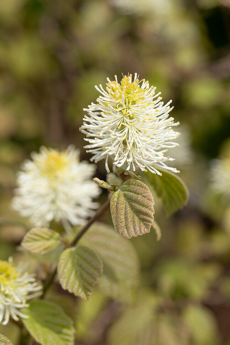 Fothergilla major