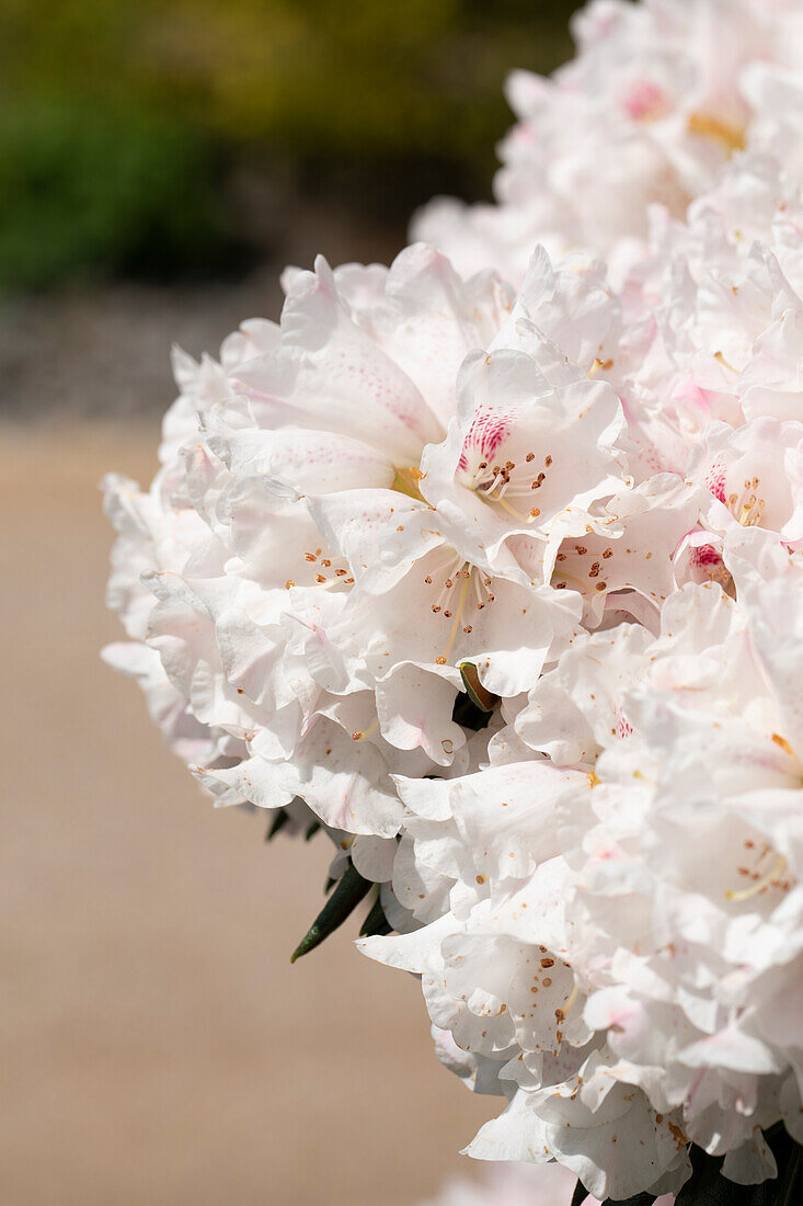 Rhododendron 'Blewbury'