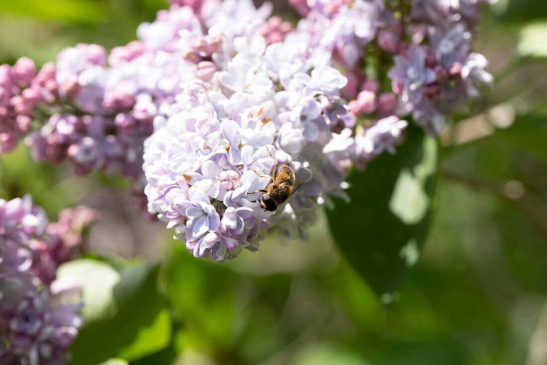 Syringa vulgaris