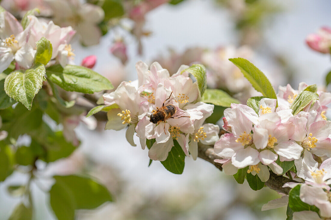 Malus floribunda