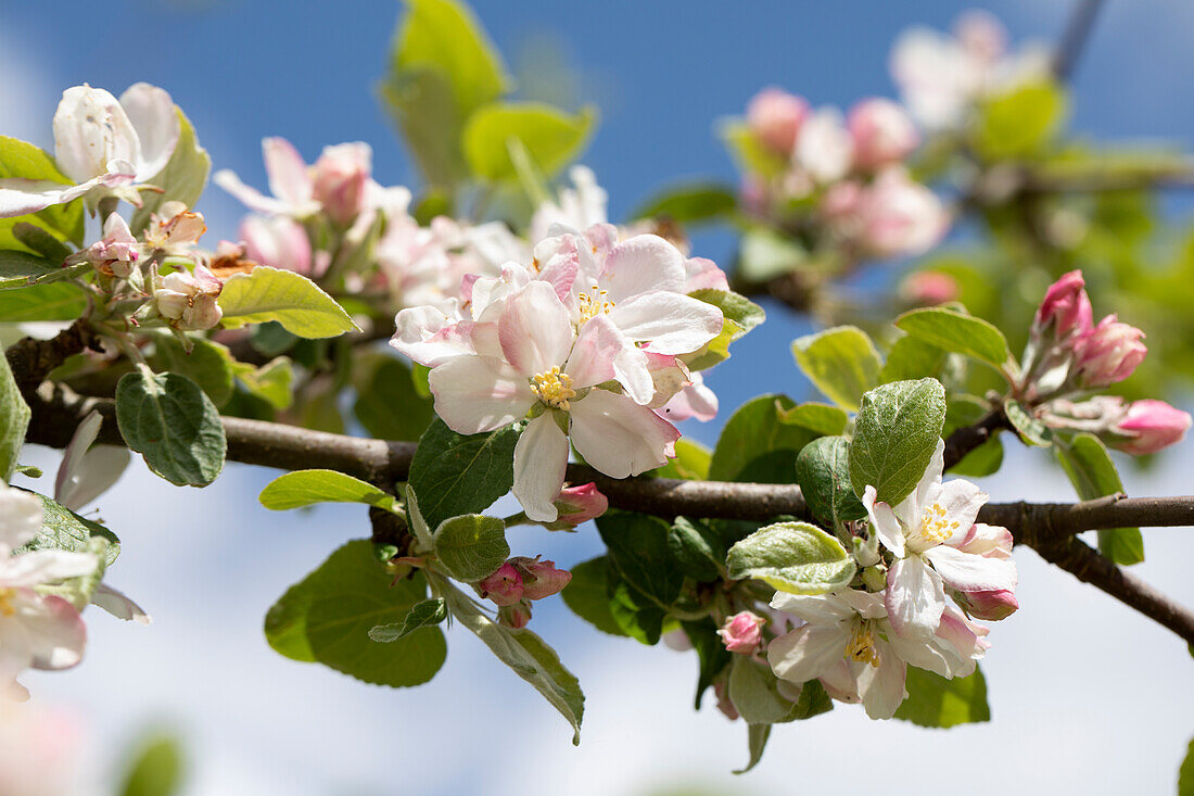 Malus floribunda