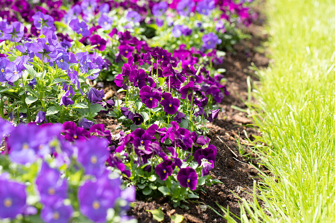 Viola cornuta