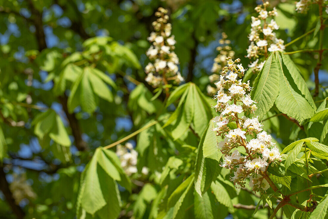 Aesculus hippocastanum