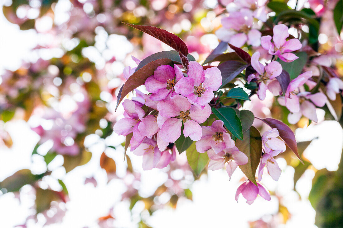 Malus floribunda