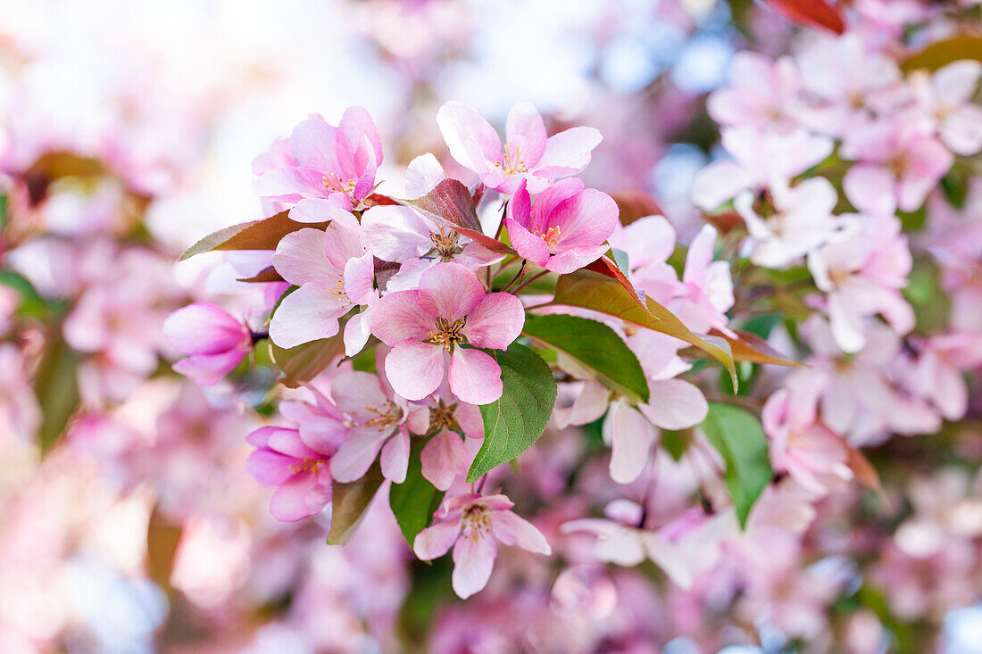 Malus floribunda