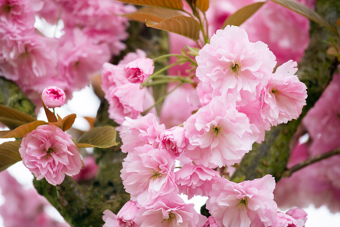 Prunus serrulata 'Kanzan'