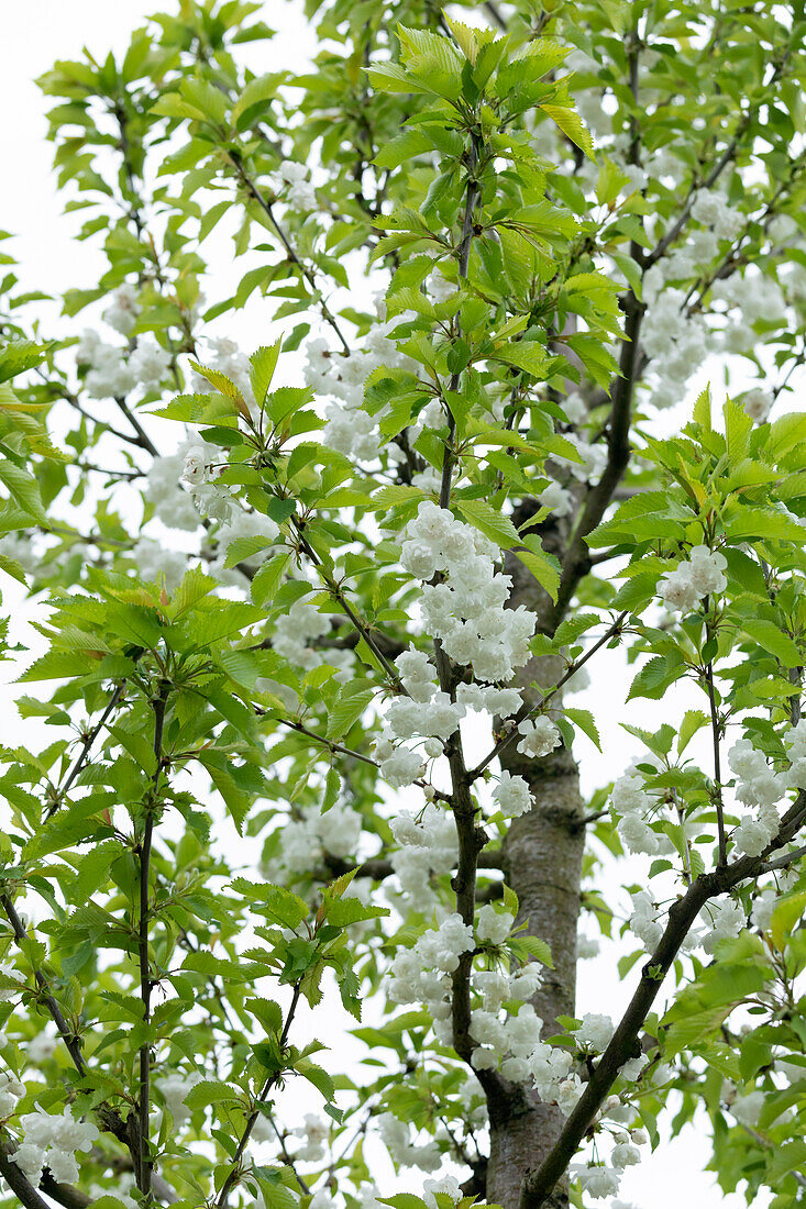 Prunus avium 'Plena'