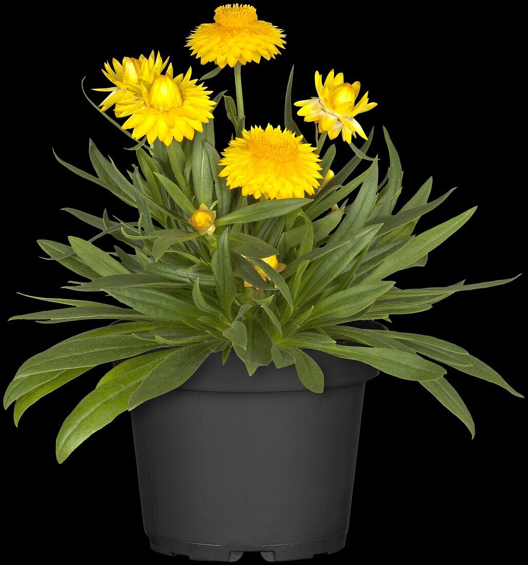 Helichrysum bracteatum, yellow