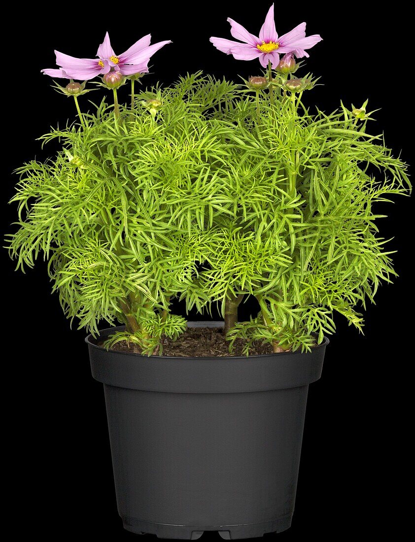 Cosmea bipinnatus