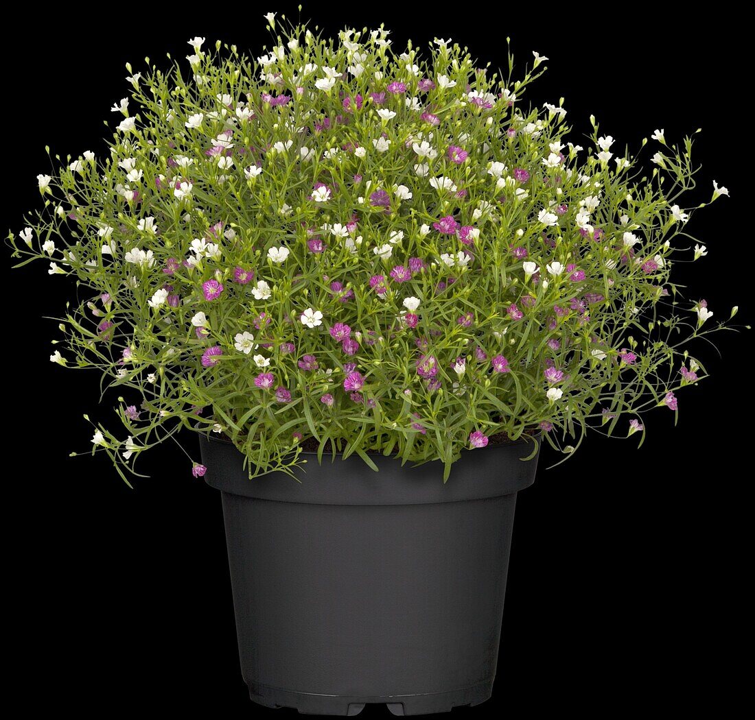 Gypsophila repens