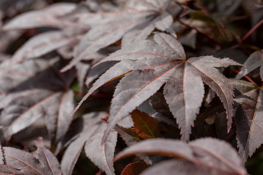 Acer palmatum 'Bloodgood'