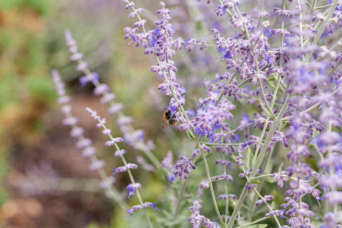 Perovskia atriplicifolia