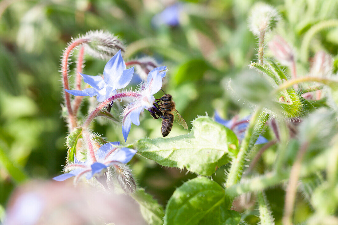 Borago officinalis