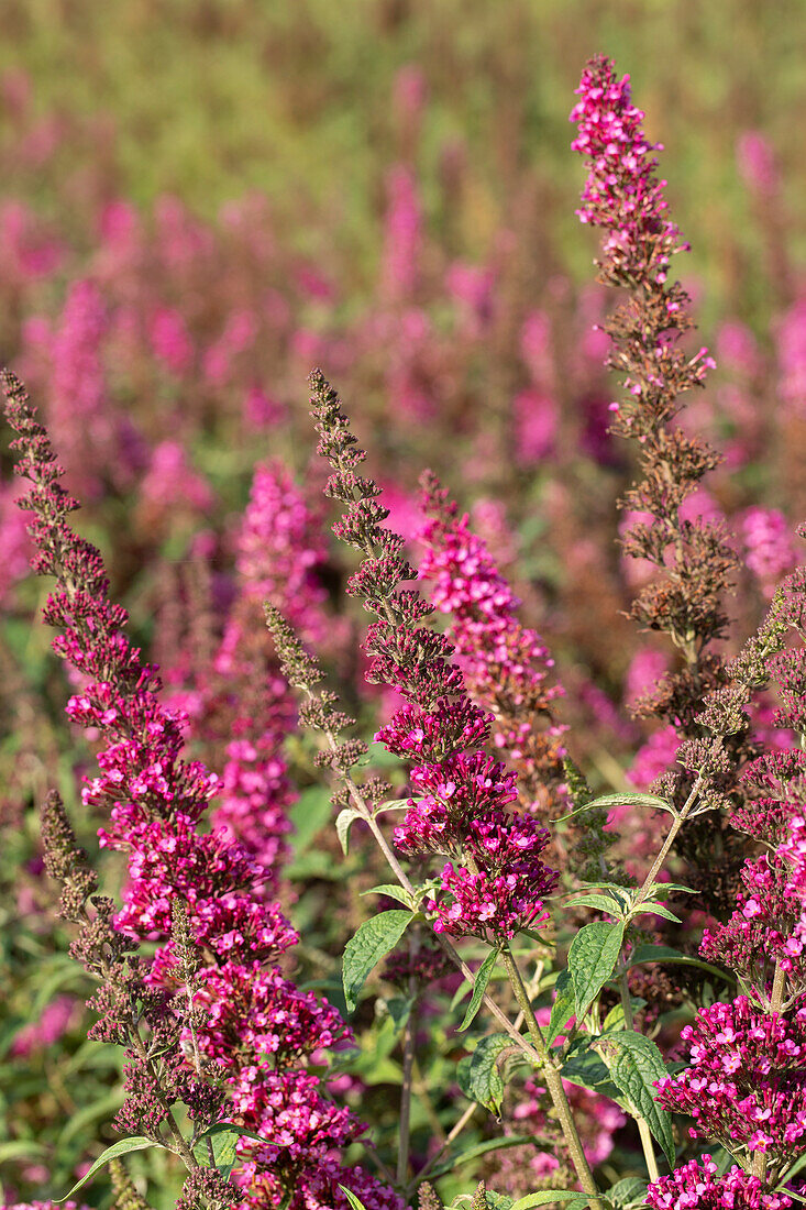 Buddleja Buzz Velvet