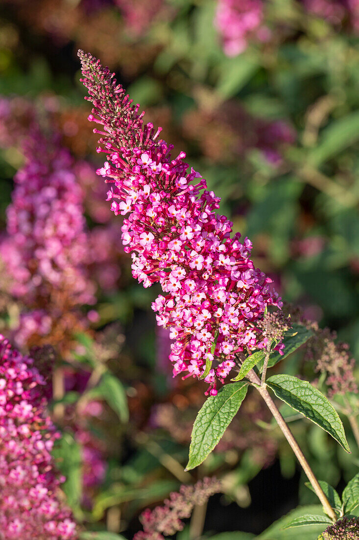 Buddleja davidii BUZZ 'Velvet'(s)