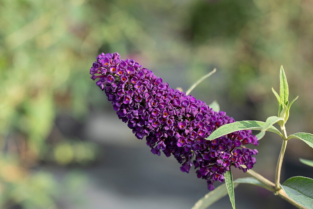 Buddleja davidii Black Knight