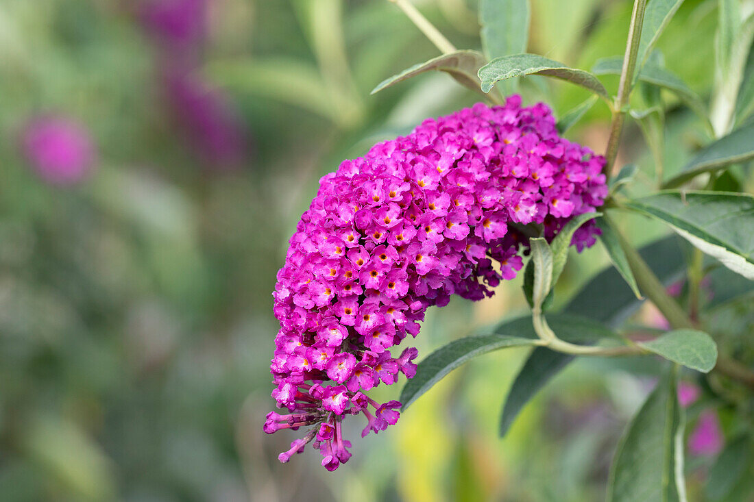 Buddleja davidii 'Royal Red'