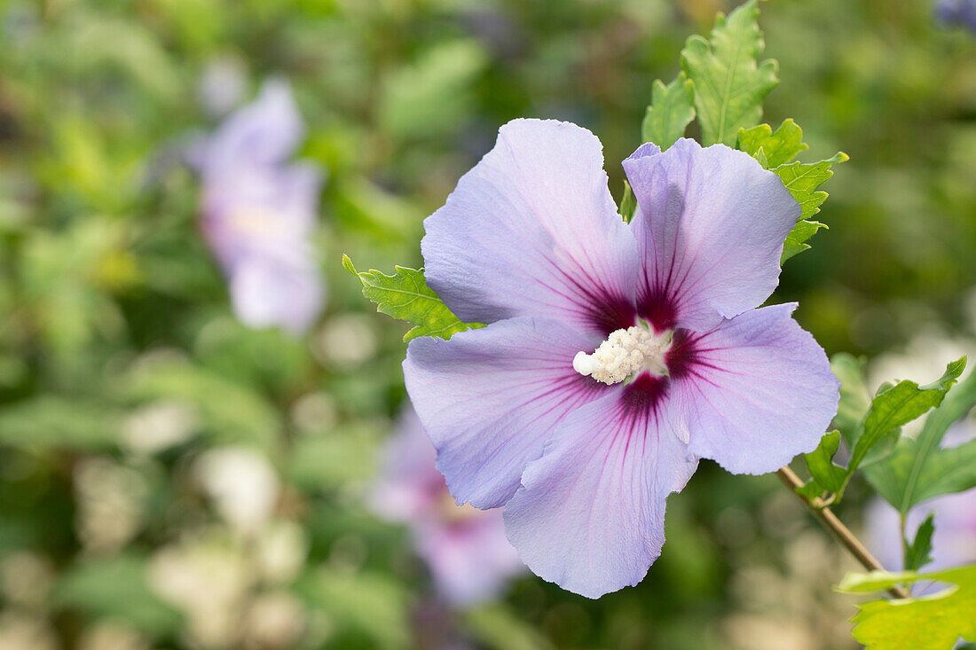 Hibiscus syriacus, blau