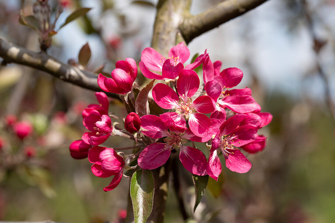 Malus 'Rudolph'