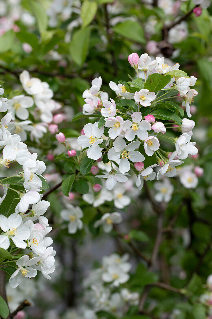 Malus x moerlandsii 'Red Sentinel'