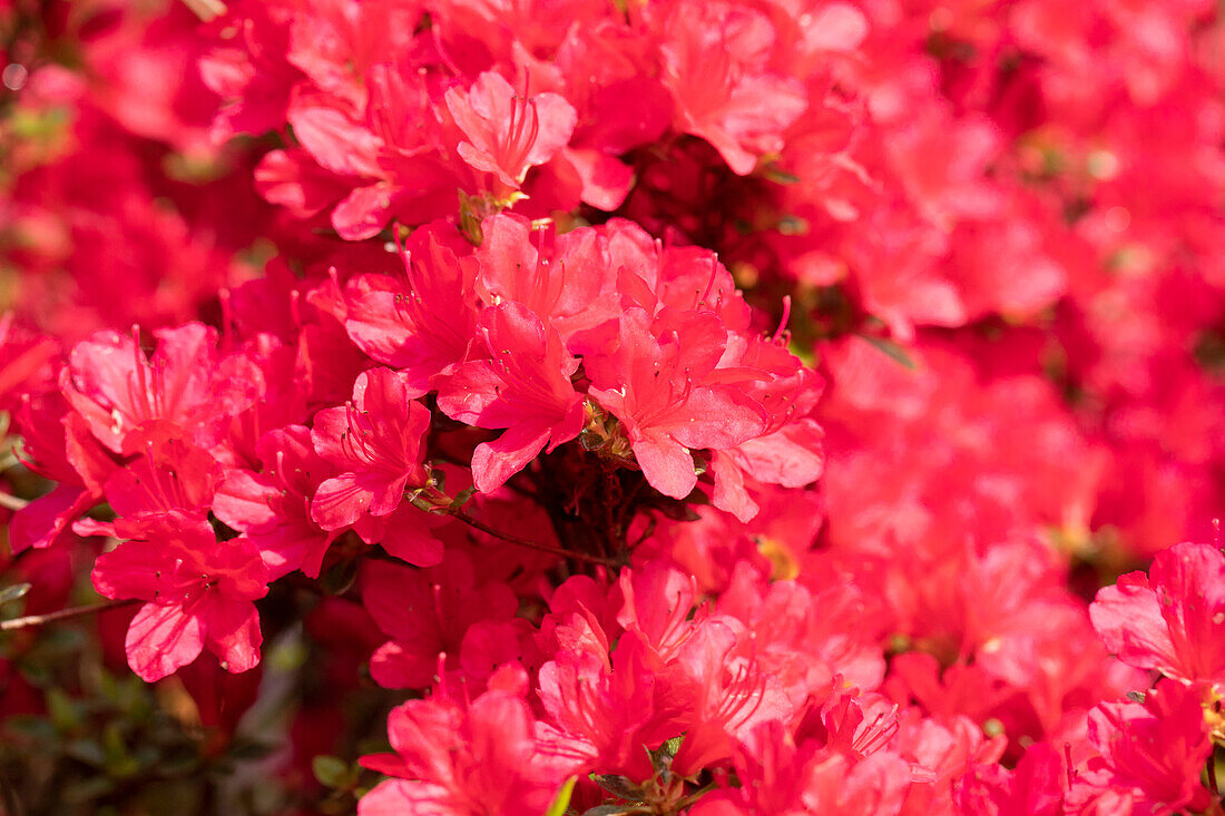 Rhododendron obtusum 'Hino-crimson'