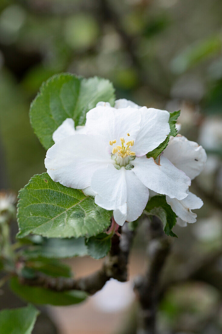 Malus domestica 'Red Boskoop' (Red Boskoop)