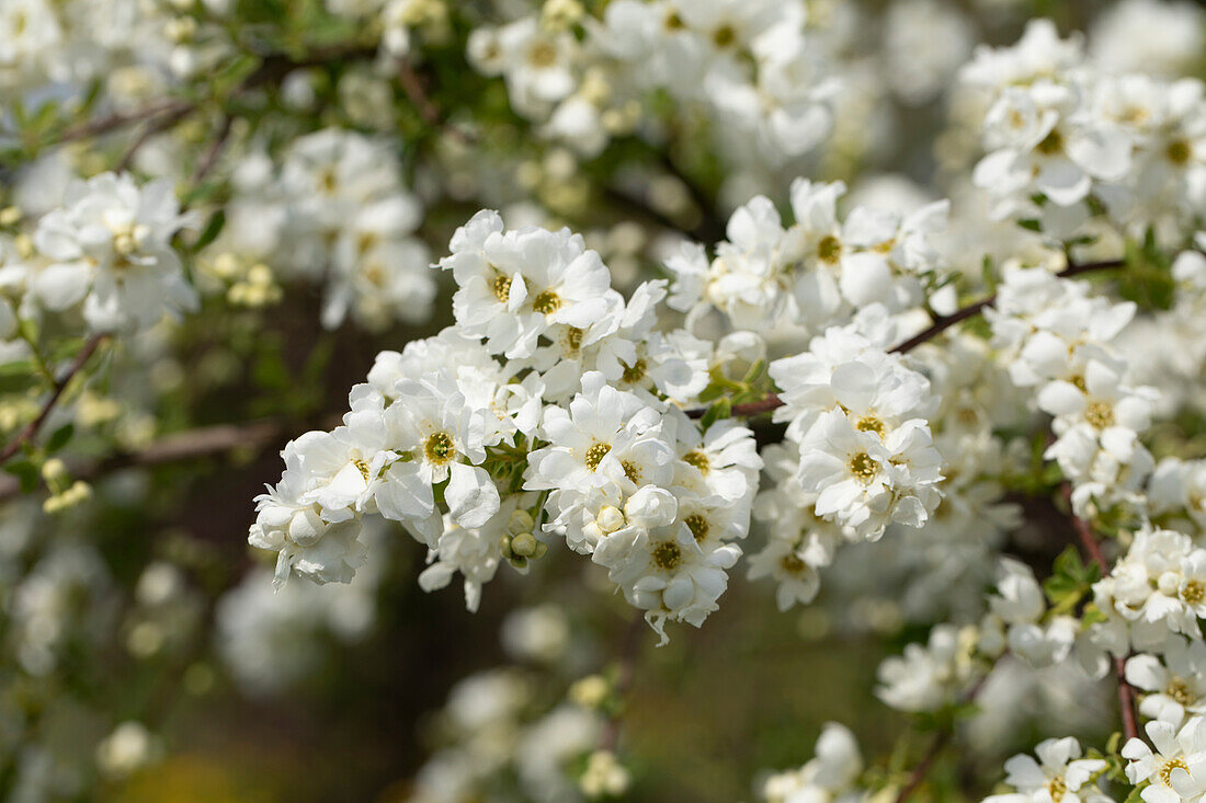 Exochorda x macrantha 'The Bride'