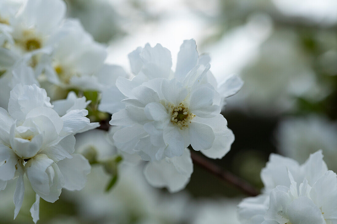 Exochorda x macrantha 'The Bride'