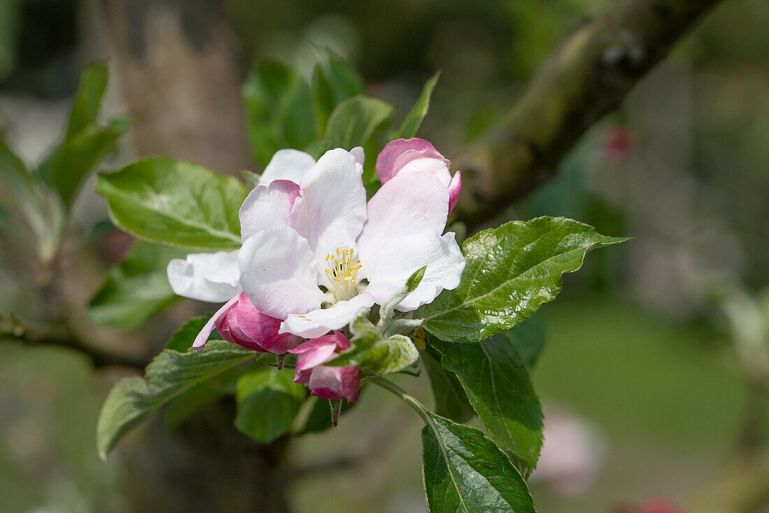 Malus domestica 'Holsteiner Cox'