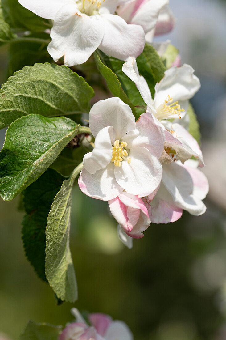 Malus domestica 'Jakob Lebel' (German)