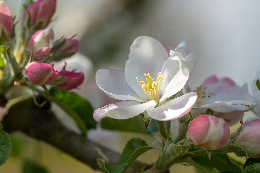 Malus domestica 'Rheinischer Bohnapfel' (Rhineland bean apple)