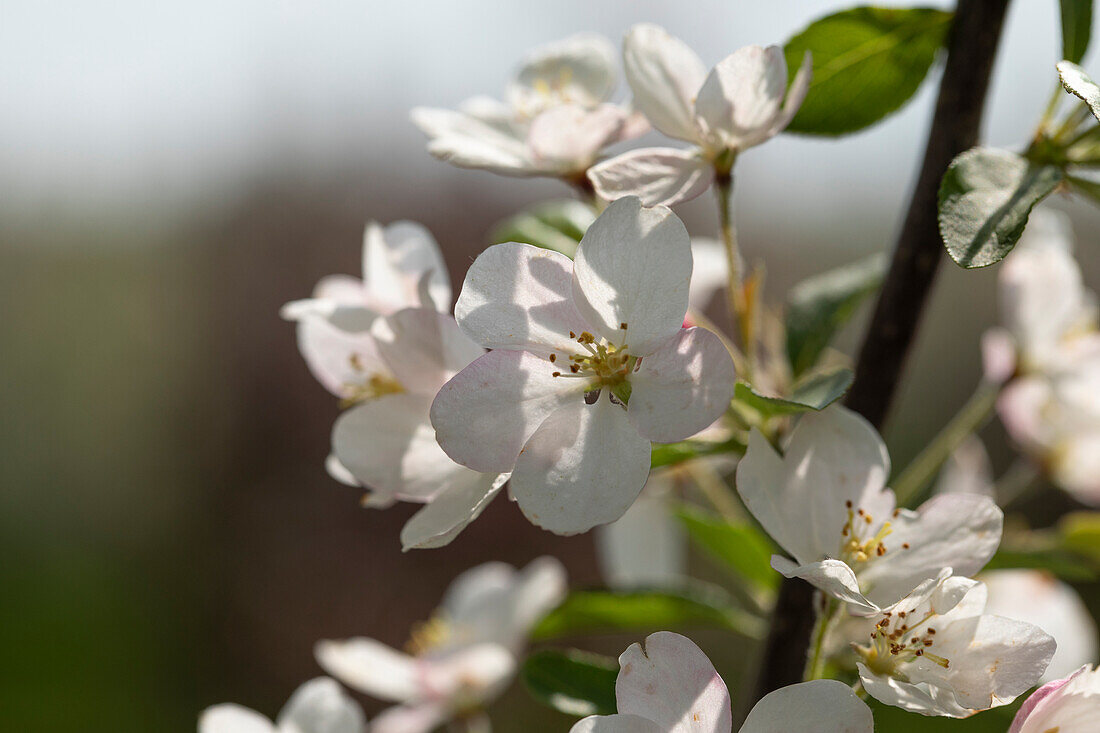 Malus 'Beverly